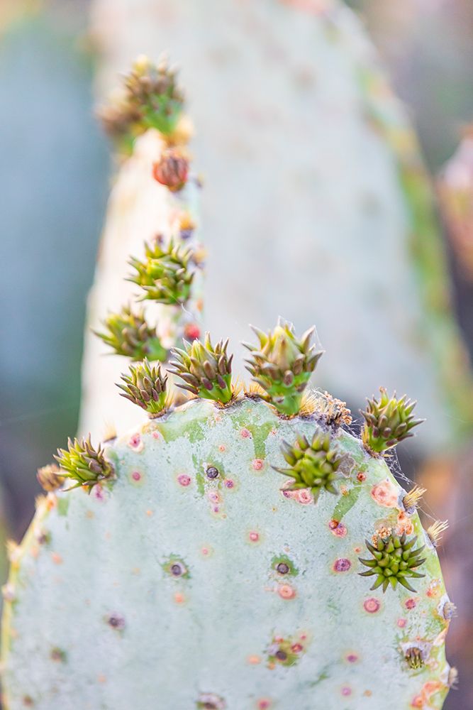 Llano-Texas-USA-Prickly pear cactus in the Texas Hill Country